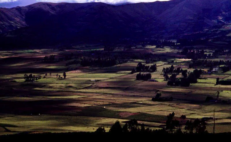 Valle del Cumbal, Nario.
En Colombia existen   zonas que antes tenan buen bosque, pero que   han sido intervenidas y usadas para la agricultura y ganadera, desplazando la original fauna que la habitaba. 