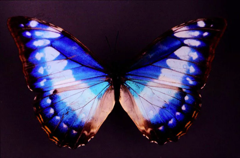 Morpho cypris. Hembra 