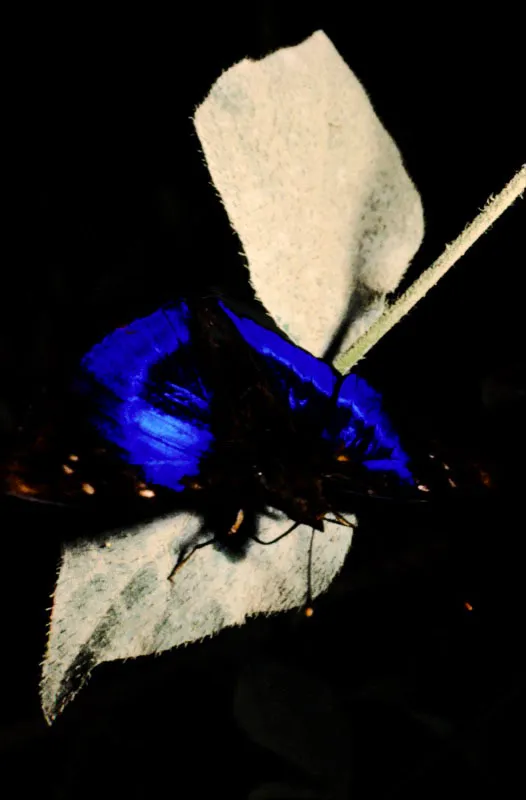 Doxocopa clothilda.
El orden de los lepidópteros alcanza en los trópicos del mundo su más alto grado de belleza y diversidad de especies. Se estima que la cantidad de especies nuevas que son descritas cada año superan las mil. Santa Cecilia, Risaralda. 300 m.
