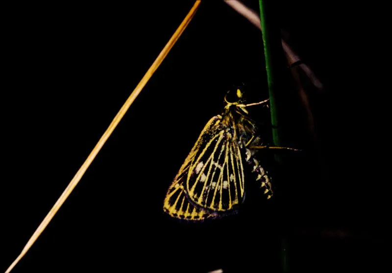Vehilius sp.
Es visitante frecuente de las flores sobre todo en potreros. Su coloración es discreta como la mayoría de las especies de esta familia. Reserva Río Blanco, Manizales.
2.800 m.