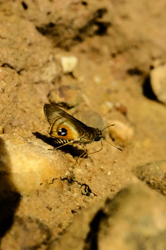 Padraona sp.
Los hespéridos en Colombia cuentan con un enorme grupo de géneros y especies que vuelan desde el nivel del mar hasta los 3.800 m. Incluyen también especies muy raras, propias de selvas densas, que son raramente vistas. En ocasiones podemos sorprender ejemplares de hespéridos chupando en el suelo la humedad existente. San Miguel, Meta. 400 m.