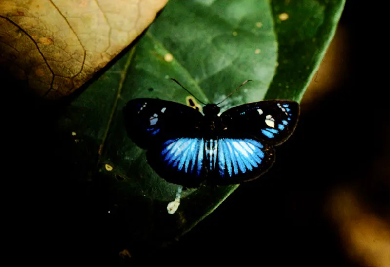 Pythonides jovianus.
Se encontró en la selva húmeda. En los trópicos los hespéridos alcanzan una dispersión y variedad enorme. Colombia es uno de los países más ricos del mundo en variedad de especies. Cumaral, Meta. 400 m.