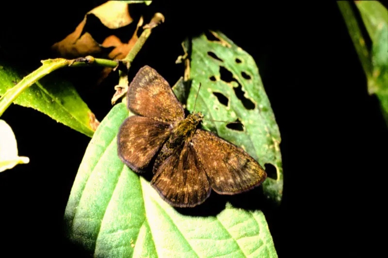 Bolla sp.
Habita frecuentemente terrenos abiertos donde abundan las flores y la tierra húmeda. La vellosidad del cuerpo le permite volar con extraordinaria rapidez. Santágueda, Caldas. 1.000 m.