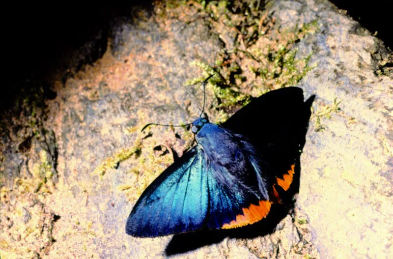 Pyrrhopyge hygieia.
Es un hespérido grande y se le observa a lo largo de las quebradas con bosque poco intervenido. Por lo general, el patrón de coloración del macho y la hembra es similar en esta especie. Quebrada el Aguila. 1.800 m.