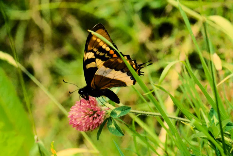 Pterourus cacicus.
Es de los papiliónidos que se encuentran a mayor altura en los Andes. Cuando algo lo asusta es de vuelo rápido y arisco. Es poco frecuente y las hembras son muy escasas. Bocatoma. Manizales. 2.400 m.