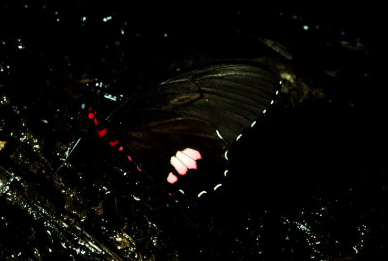 Parides erithalion.
Género asociado con las enredaderas llamadas aristoloquias, que tienen sustancias venenosas. Su lugar predilecto son los bosques bien conservados. Santa Cecilia, Risaralda. 350 m.