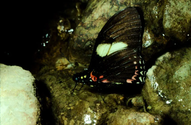 Protesilaus pausanias.
Este papiliónido mimetiza muy bien con el Heliconius sara,
protegiéndose, ya que este último es tóxico.
Río Tatabro, Valle.
200 m.