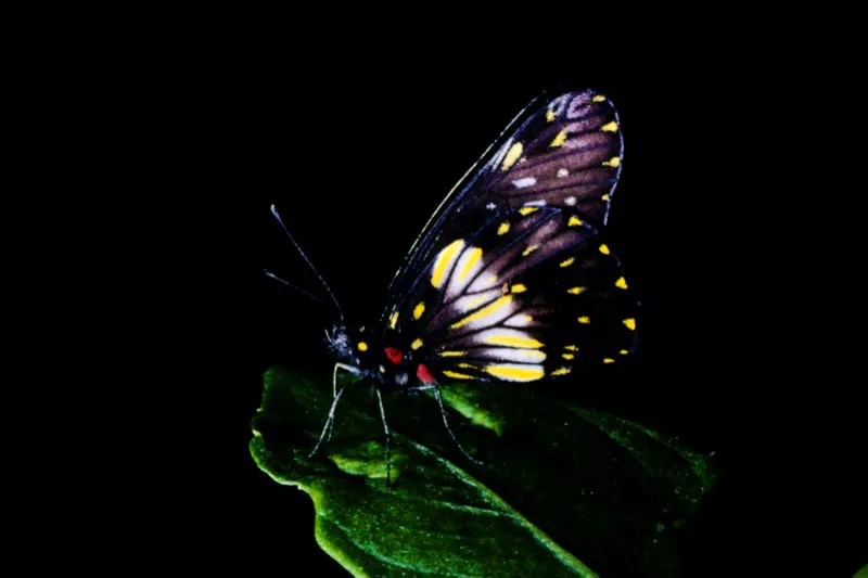 Catasticta flisa.
En esta especie predomina el color negro y la encontramos hacia los climas más templados. Manifiesta un
comportamiento gregario y se encuentra por lo general a la entrada de los bosques. Bocatoma, Manizales. 2.000 m.