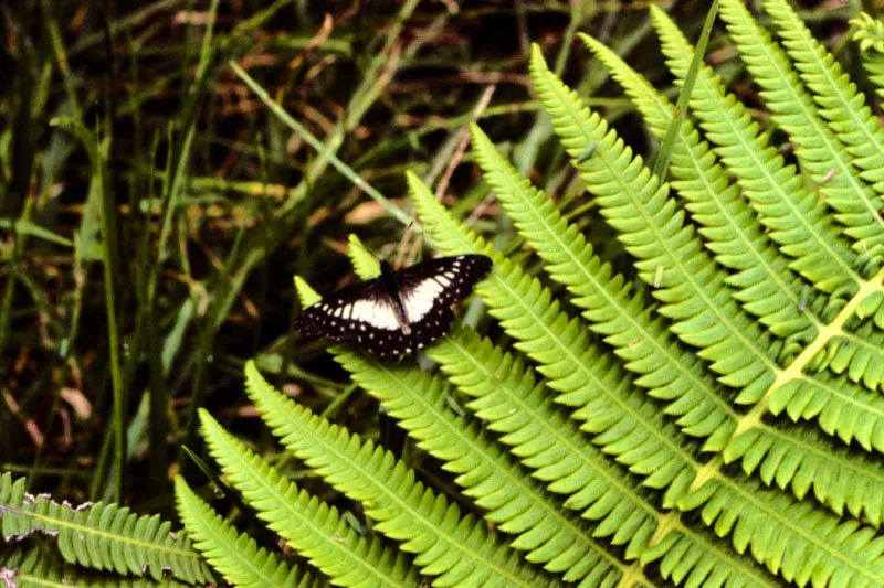 Catasticta sp.
A pesar de que nacen el mismo número de machos que de hembras, éstas se conocen poco. Bocatoma, Manizales. 2.300 m.