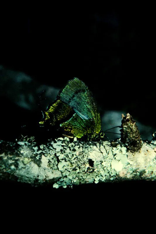 Arcas sp.
Consideradas como joyas vivas por la riqueza de colorido que adorna sus alas sobre todo en el envés. Sus formaciones caudales son muy desarrolladas.
Restringidas a ciertos sitios, por lo general se posan alto en los árboles de la selva. Cabeceras del río Consota, Risaralda.
1.900 m.