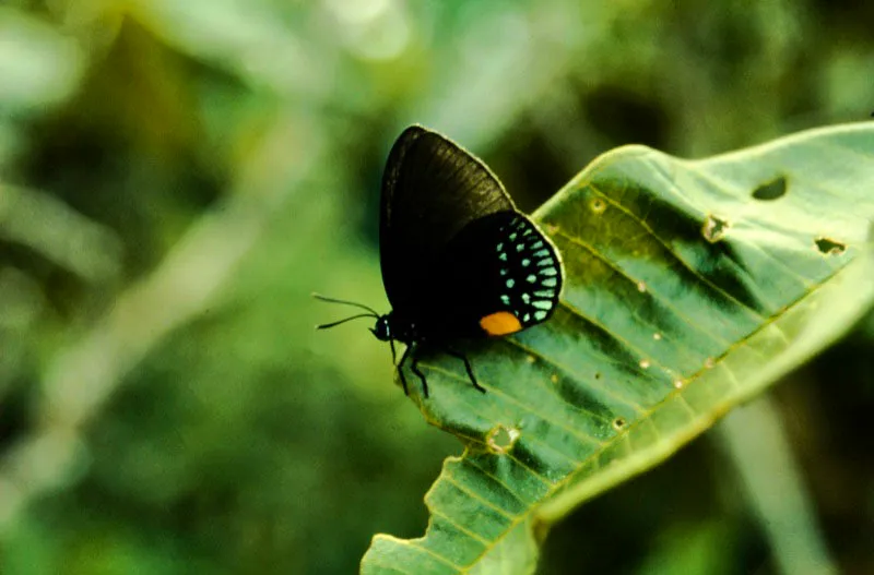 Eumaeus sp.
Este miembro de los licénidos es muy especial, pues su coloración se sale de los tonos normales respecto a las otras especies. Sus orugas se alimentan de plantas venenosas pertenecientes a la familia Zamiaceae. La Pedrera, Amazonas. 100 m.