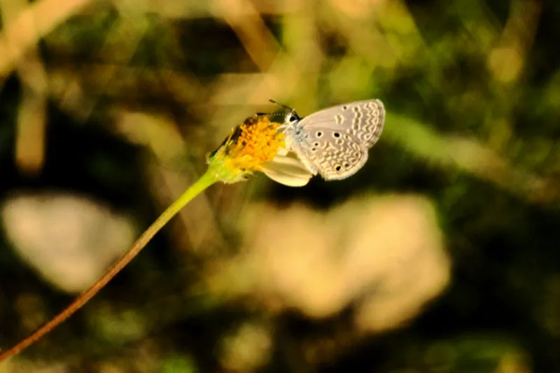 Hemiargus sp.
Frecuentes en praderas de clima frío. Descansan en pequeños grupos. Es uno de los licénidos más comunes en las montañas, libando flores de trébol y de diente de león. Las hembras son de color más apagado. Manizales. 2.000 m.