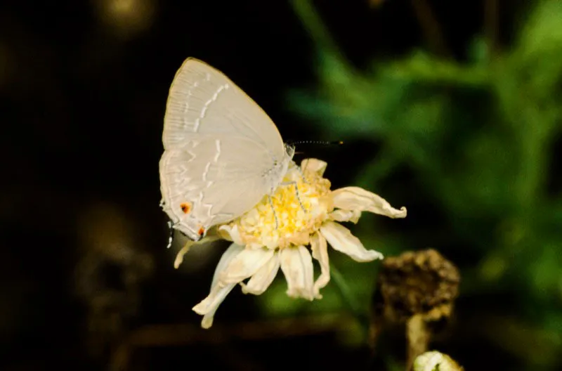 Strymon sp.
En este género el macho es muy similar a la hembra. Su planta nutricia es de la familia malvácea. Chinchiná, Caldas. 1.300 m.