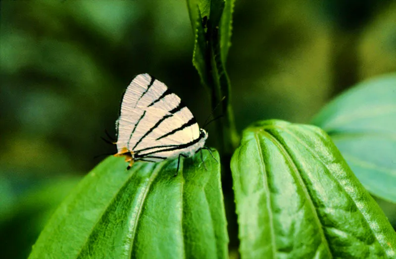 Arawacus leucogyna.
Es bastante numerosa en la Cordillera Central, encontrándose a más de 2.000 metros en bosques húmedos. Posada mueve alternadamente las alas inferiores. Pensilvania, Caldas. 2.000 m.
