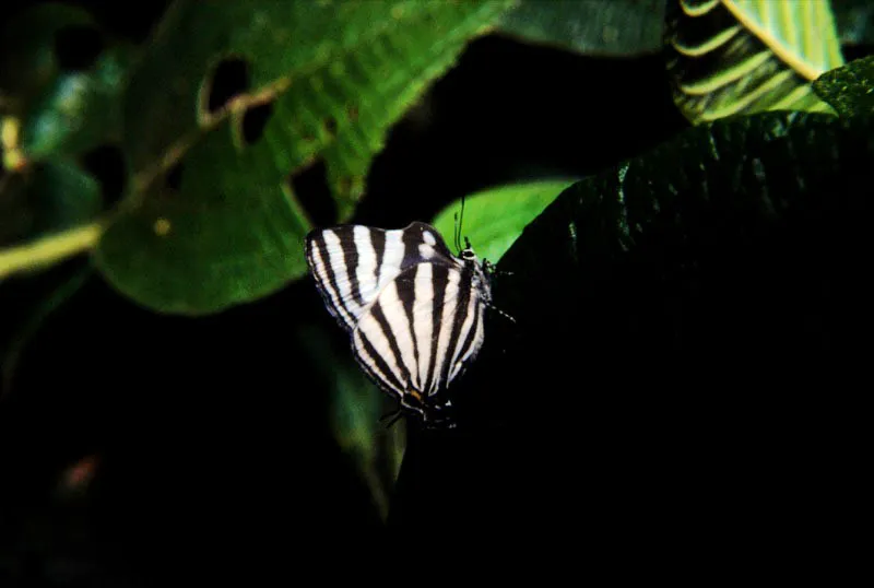 Thecla gibberosa.
El epíteto específico de esta mariposa se debe a esas curiosas jorobas colocadas en las alas anteriores. Es una especie que habita lugares selváticos cercanos a las corrientes de agua, Cubarral, Meta. 400 m.