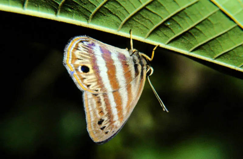 Euselasia eutychus.
Es otra especie más de un enorme grupo que abarca un centenar de especies que viven desde México hasta el norte de Argentina. E. eutychus es muy común en los bosques de galería de los Llanos Orientales, volando en las horas de la mañana. Acacías, Meta. 300 m.