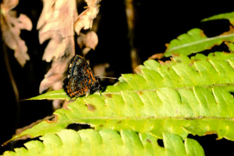 Sarota myrtea.
Se reconoce por tener las patas velludas y por frotar sus alas una contra otra cuando se asienta. Es propia de los climas fríos de cordillera. Manizales, Bocatoma, Caldas.
2.300 m.