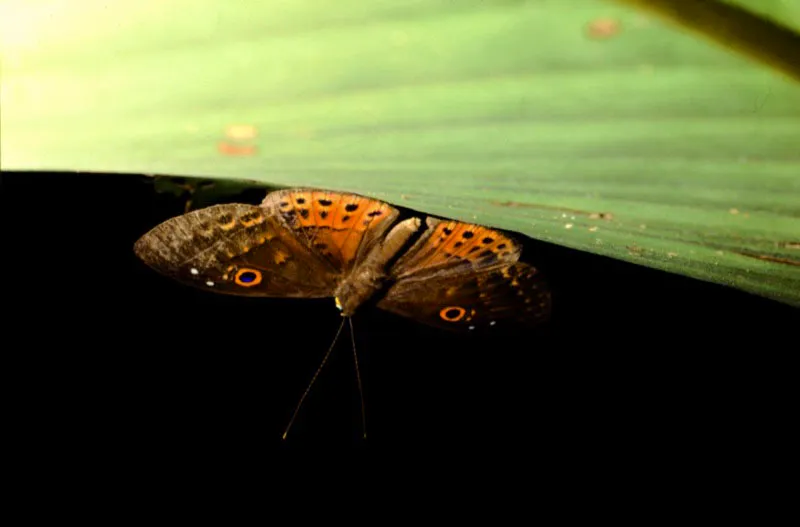 Eurybia juturna .
Casi todas las especies de esta subfamilia son muy aficionadas a posarse debajo de las hojas con las alas extendidas. Habita los bosques amazónicos. Orito, Putumayo. 200 m.