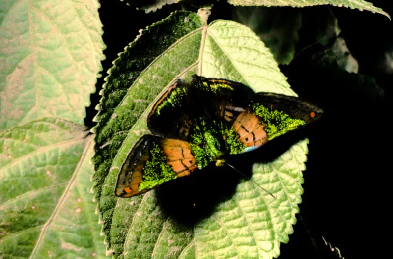Caria mantinea.
Las especies del género Caria tienen una coloración extraordinaria, con manchas verdes centelleantes en las alas anteriores. Viven en los climas cálidos de todo el país. Tadó, Chocó. 200 m.