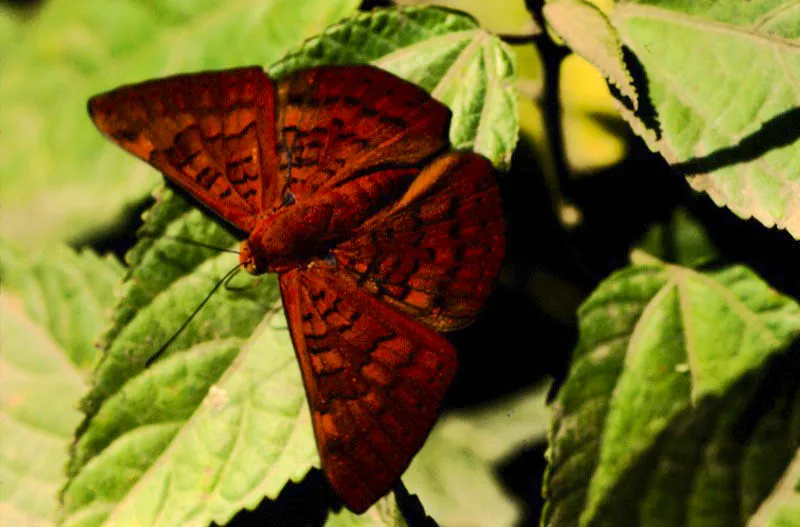 Caria mantinea.
Las especies del género Caria tienen una coloración extraordinaria, con manchas verdes centelleantes en las alas anteriores. Viven en los climas cálidos de todo el país. Tadó, Chocó. 200 m.