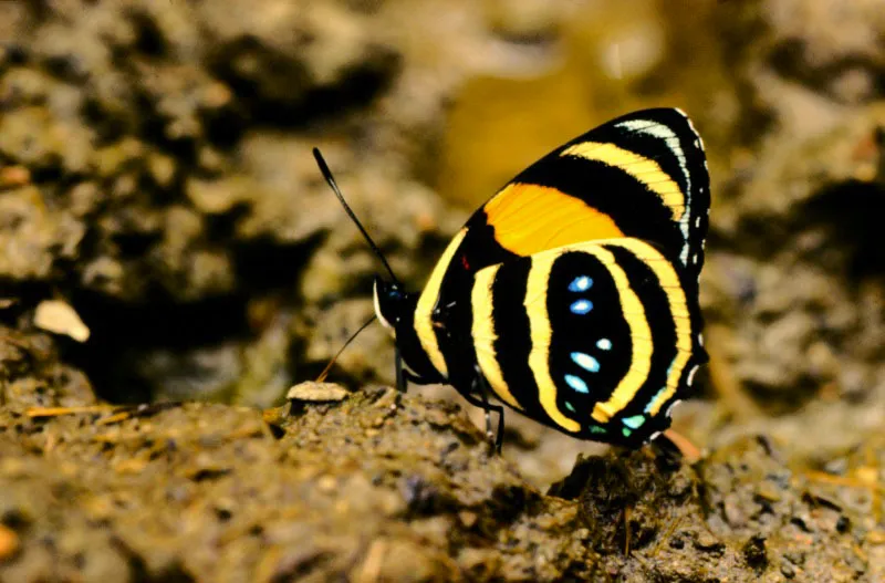Callicore mionina.
Pequeña especie que vuela en el bosque húmedo tropical del Magdalena Medio y la región pacífica. Se reconoce por el rico diseño de su cara inferior, que en otras especies muestra números y dibujos desordenados. Playa de Oro, Chocó,
200 m.