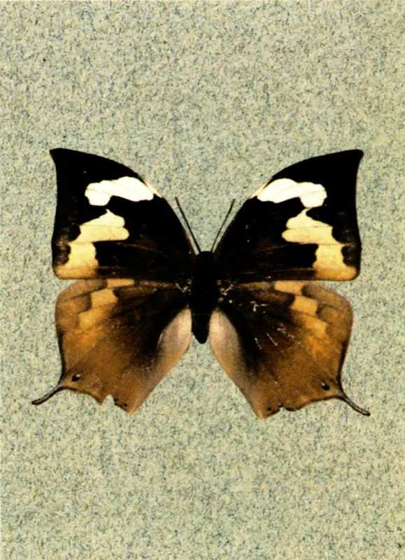 Memphis titan pacífica subsp. nov.
Nueva subespecie de Memphis titan (Fldr.) Alotipo hembra: Ala anterior con dos manchas blanquecinas. La una ubicada entre la subcosta y M3, la otra nace en la celda M3 y culmina en Cu2. Ala posterior con zonas marginales ocres. Envergadura alar 32 mm. Holotipo macho: Cara dorsal muy similar a la especie nominal pero de un violeta más oscuro. Envergadura alar 33 mm. Queremal, Valle. Col. U. de Caldas.
