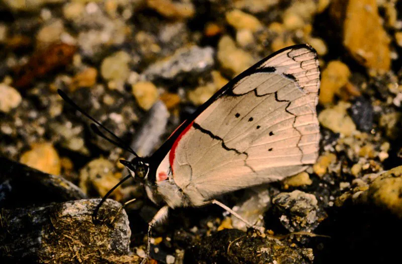 Perisama sp.
Este género de los ninfálidos habita especialmente nuestras cordille-ras. Se les ve volar rápidamente en corrales y potreros buscando residuos orgánicos para alimentarse. Bocatoma, Manizales. 2.150 m.