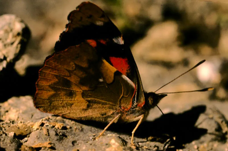 Perisama cardases.
Mariposas que presentan tonalidades verdosas en el dorso y un reverso críptico que es muy similar en todos los miembros de género Perisama. Monopamba, Nariño. 3.300. m.