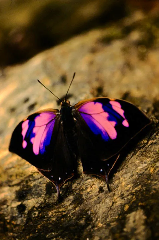 Memphis nessus.
Ninfálido muy vistoso que está ampliamente diseminado en las tres cordilleras. Los machos son más comunes que las hembras, que ostentan una franja blanquecina sobre las alas. Se ven volar sobre las copas de los árboles o bien, cerca al suelo atraídas por el estiércol. Manizales, (Caldas). 2.000 m.