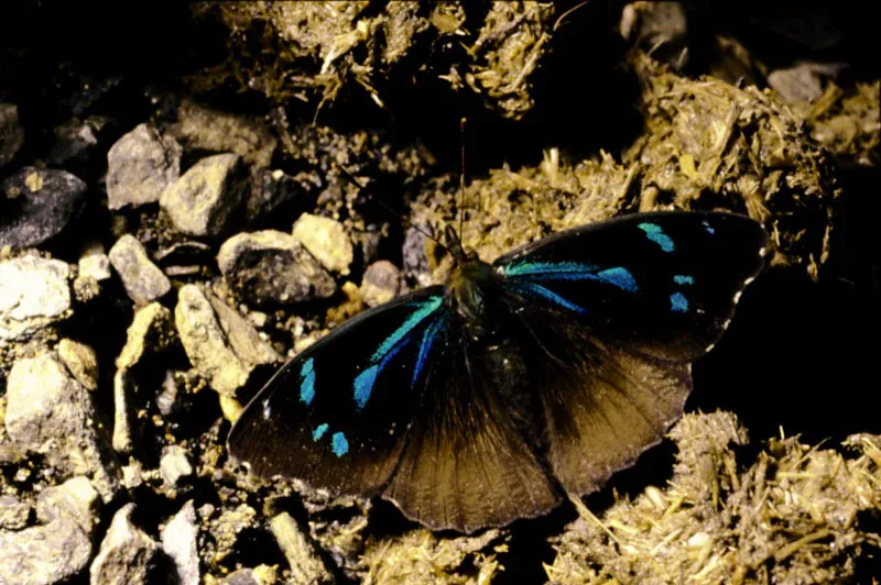 Perisama cardases.
Mariposas que presentan tonalidades verdosas en el dorso y un reverso críptico que es muy similar en todos los miembros de género Perisama. Monopamba, Nariño. 3.300. m.