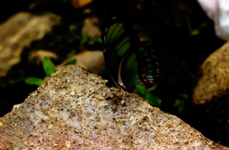 Philaethria dido.
La coloración verde limón de las mariposas del género Philaethria es singular, porque es muy semejante entre las 4 o 5 especies que se conocen. Ellas vuelan muy alto en las copas y sólo se pueden clasificar taxonómicamente 5mediante identificación de sus cromosomas. Río Guamués, (Putumayo). 200 m.