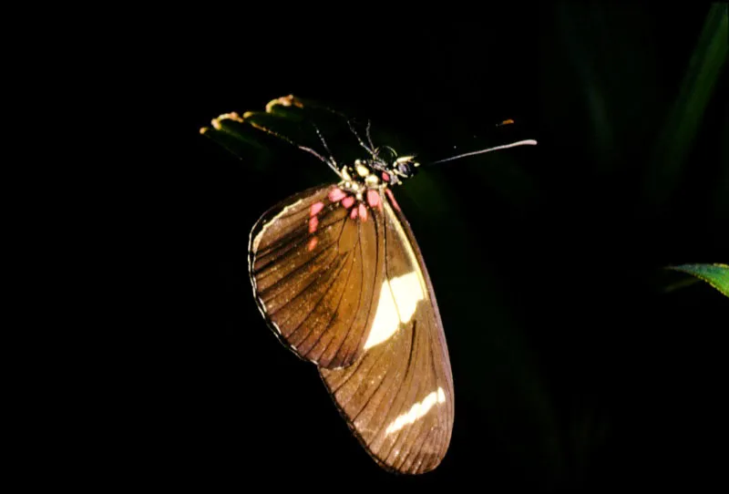 Heliconius leucadia.
Confinada a la región amazónica esta mariposa es bastante común desde el nivel del mar hasta los 500 metros. Los helicóninos tienen una larga vida debido a su sabor tóxico y a su gran capacidad de asimilación alimenticia. Leticia, Amazonas.100 m.