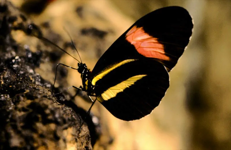 Heliconius melpomene vulcanus.
Bahía solano, Chocó.
50 m.