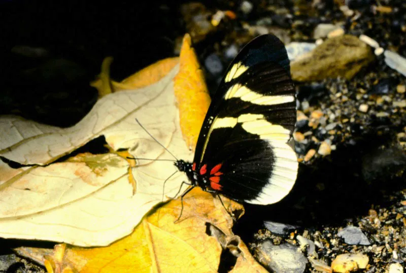 Heliconius eleuchia.
Sierra Nevada de Santa Marta, Magdalena. 800 m.