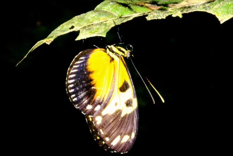 Heliconius hecale.
Rioclaro, Antioquia.
400 m.