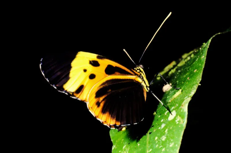 Heliconius numata messene.
Florencia, Caquetá. 400 m.