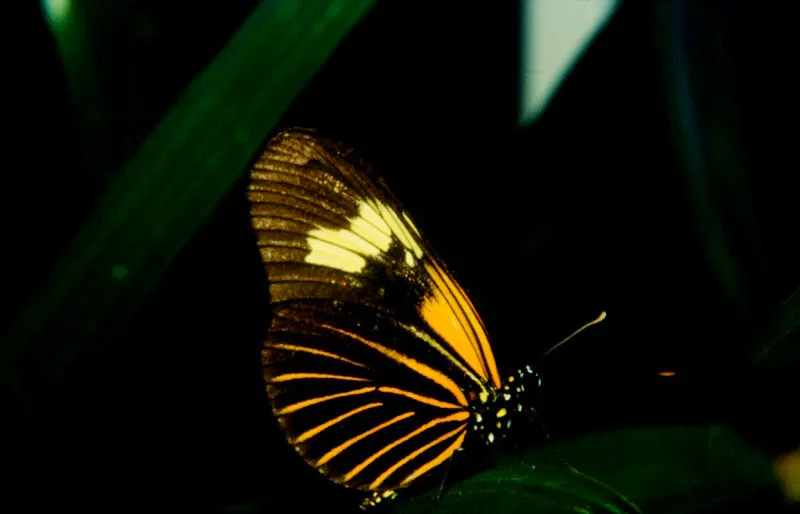 Neruda aoede.
Río Guamués, Putumayo. 500 m.