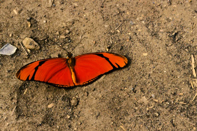 Dryas iulia.
Es una de las mariposas más comunes en zonas selváticas del Amazonas y Llanos Orientales de Colombia. Sus orugas se alimentan de hojas de Passiflora vitifolia, y es frecuente sorprenderla chupando sobre el suelo la humedad existente, cerca a los ríos y pantanos. Leticia, Amazonas.
100 m.