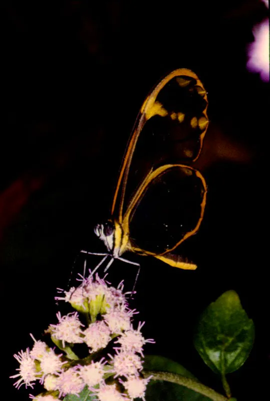 Hypholeria lybethris.
Este bello itómino, propio de alturas, lo encontramos en bosques bien conservados nutriéndose en las flores. No es raro en los páramos. Cerro Bravo, Tolima. 2.900 m.