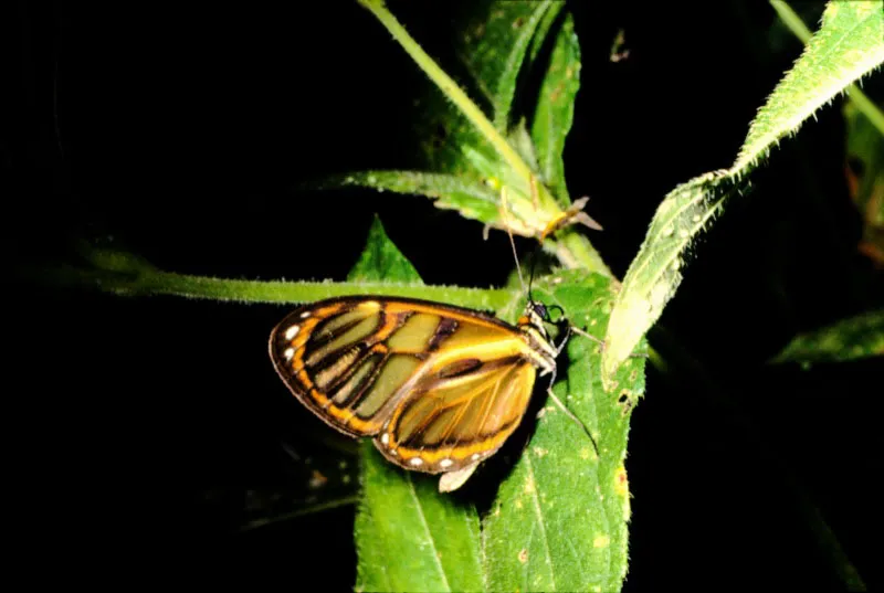 Ithomia alienassa.
Es uno de los itóminos más frecuentes en los bosques del cinturón cafetero. Se halla
descansando sobre las hojas en pequeños grupos. Neira, Caldas. 1.700 m.
