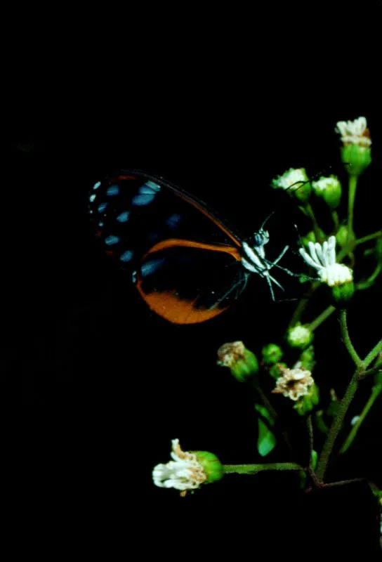 Pseudoscada lavinia.
Son mariposas pequeñas. Como todas las de la familia tienen sabor desagradable para los pájaros y otros predadores. Palestina, Caldas. 1.400 m.