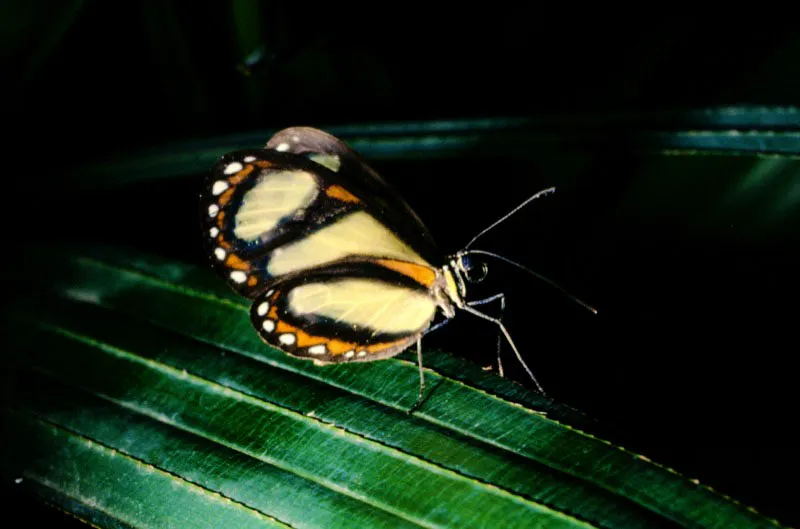 Napeogenes inachia.
Habita en zonas bajas, encontrándose ejemplares solitarios en bosque primario. Son especies locales. Putumayo. 250 m.