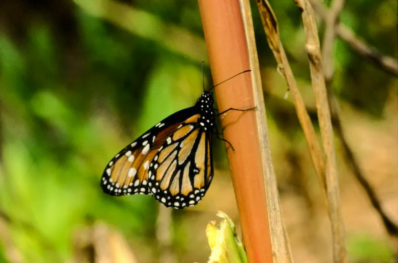 Danaus gilippus.
Vuela en cualquier tipo de vegetación en todo el país. Palestina, Caldas.
1.400 m.