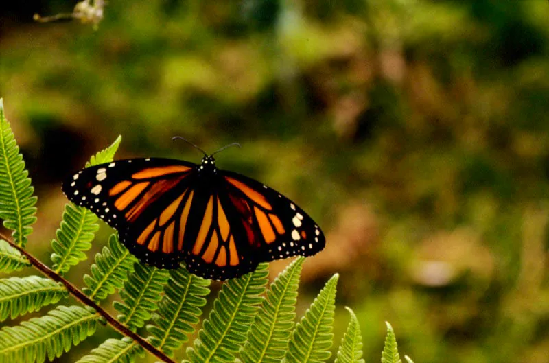 Danaus plexippus megalippe.
Habita en todo tipo de vegetación y es común en áreas perturbadas. Macho y hembra tienen la misma coloración. Esta subespecie no es migratoria como la norteamericana. Manizales, Caldas.
2.200 m.