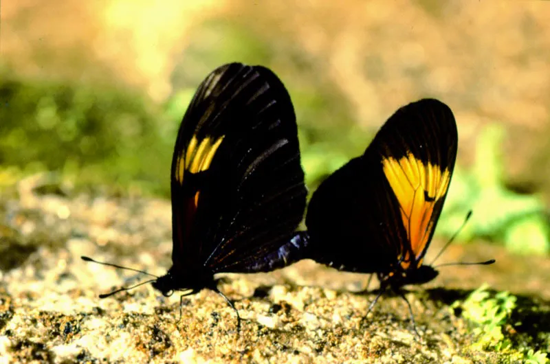 Actinote stratonice.
Estas especies realizan la cópula en vuelo para 5luego dejarse caer al suelo, quedando unidas varias horas. Monopamba, Nariño. 1.500 m.