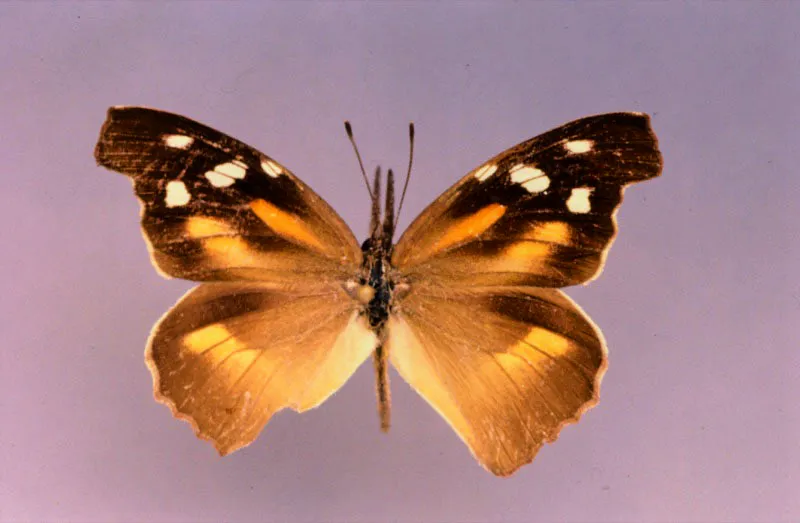 Libytheana carinenta.
Unico representante de esta familia en el país. Se ve en cualquier tipo de vegetación de tierra cálida, especialmente a lo largo de las quebradas. Caldas.1.000 m.