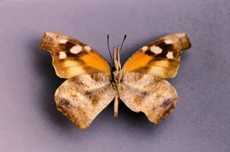 Libytheana carinenta.
Unico representante de esta familia en el país. Se ve en cualquier tipo de vegetación de tierra cálida, especialmente a lo largo de las quebradas. Caldas.1.000 m.