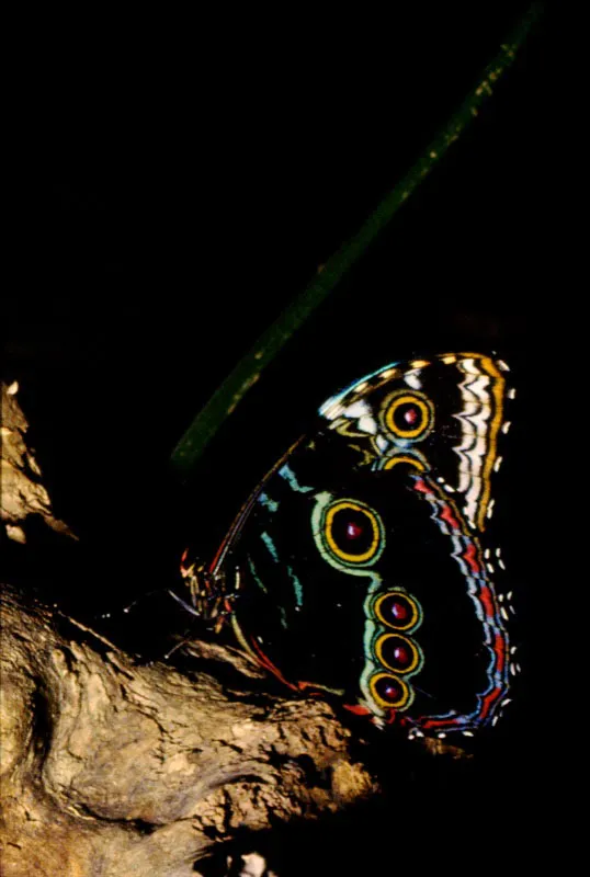 Morpho microphtalmus.
Tiene un vuelo en zig zag a lo largo de los ríos y caminos. Las hembras son más activas en mitad del día y son más grandes que los machos. Propia de la región pacífica. Marmolejo, Chocó. 400 m.
