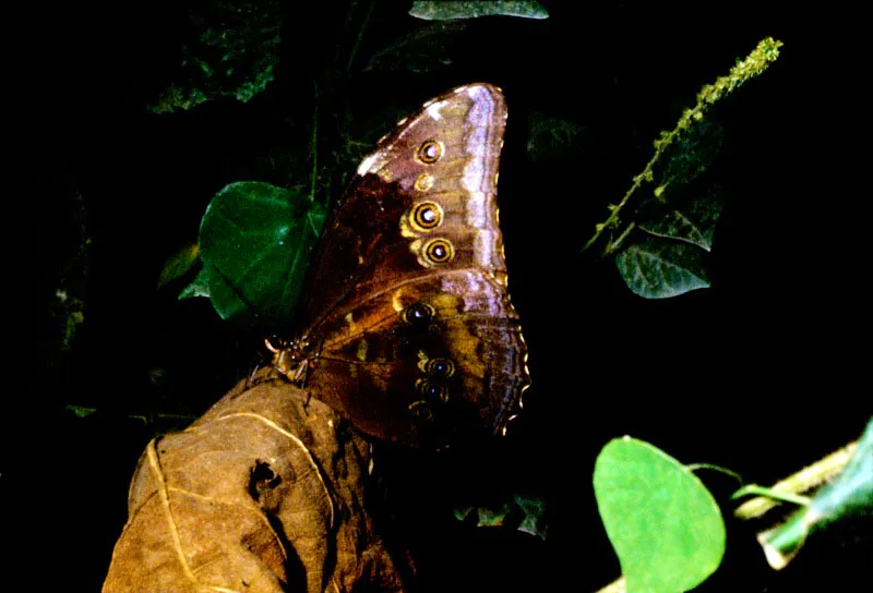 Morpho amathonte.
Su actividad se desarrolla entre las 9 a. m. y las 11 a. m., con vuelo pausado y lento. Es más frecuente en la época lluviosa. Región pacífica. Guarato, Chocó. 400 m.