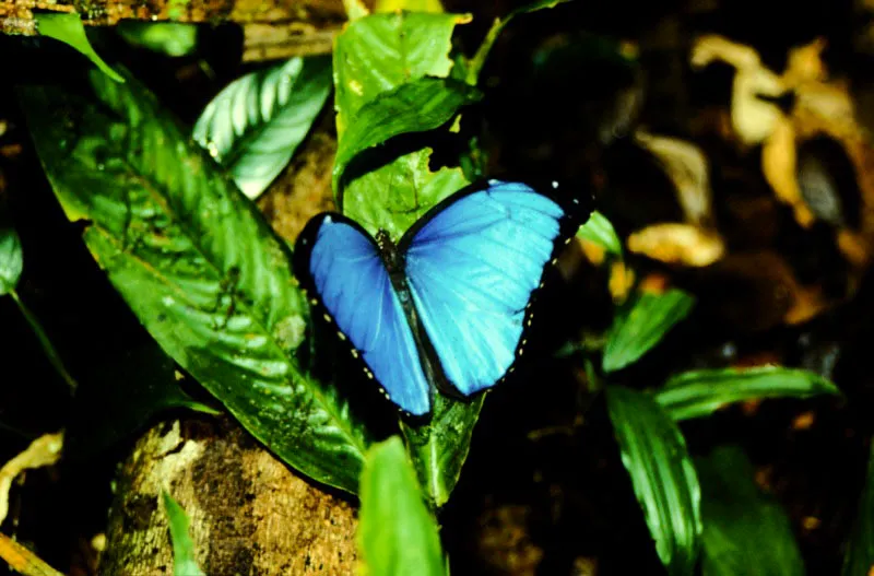 Morpho menelaus.
Se observa en las mañanas en la vegetación baja de la selva del Amazonas. Con frecuencia se alimenta de frutas en descomposición caídas al suelo. La Pedrera, Amazonas.
110 m.